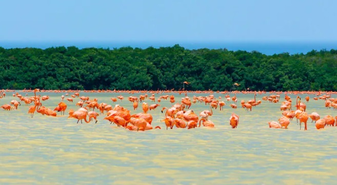 La playa de los flamencos