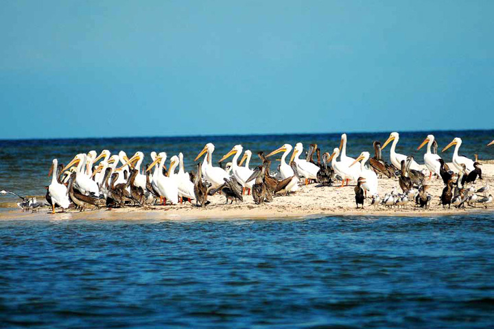 Visita la playa de Dzilam de Bravo